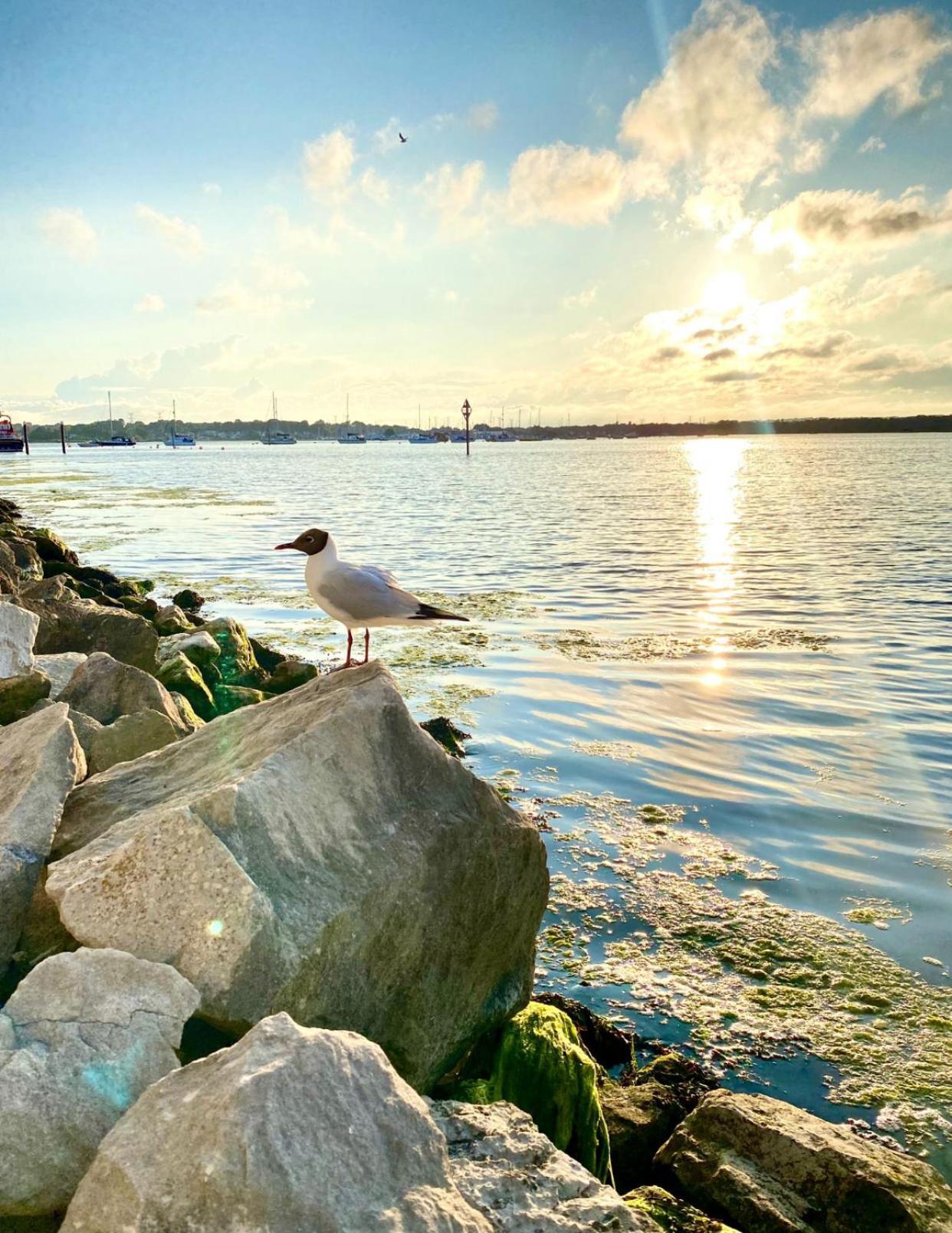 Seaside Escape In Spacious Stylish & Inviting Urban Heights Bournemouth